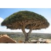 Socotra dragon tree