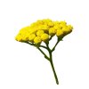 tanacetum