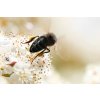 black beeome source