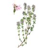 Thymus vulgaris