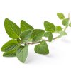 OREGANO ESSENTIAL OIL INDIAN ORIGIN.jpg 350x350