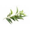 Tea tree