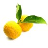 Yuzu f54c5622 e1e8 4da7 b870 757e5c0e5c6e 600x