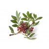 Pistacia Lentiscus