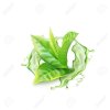 128524505 realistic green tea branch with water splash vector illustration