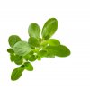 marjoram sweet m
