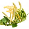 Honeysuckle Absolute Oil Lonicera caprifolium Pic