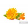 fototapety calendula officinalis.jpg