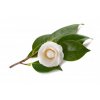 camellia sinensis leaf extract 1