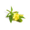 Evening Primrose f776a506 f7e0 4b23 a4e6 13c8120e1949 600x