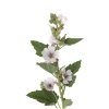 althaea marshmallow herb image