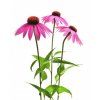 Echinacea