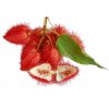 xannatto lipstick tree seeds bixa orellana.jpg.pagespeed.ic.v5z WrefVU