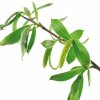 F0000001510 plantas web ok white willow