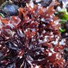 333 10 Chondrus Crispus