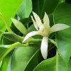 magnolie