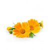 calendula