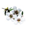 Manuka Flower 0.png.opt233x161o0,0s233x161