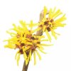 Hamamelis