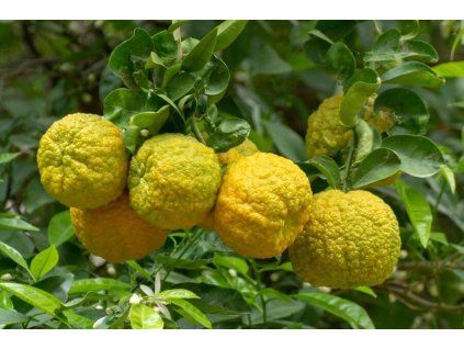 bergamot fruit