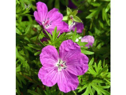 geranium sanguineum vision violet