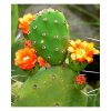 nopal flax (5)