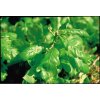agrimony 20ml (30)