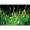 agrimony 20ml (31)