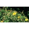 agrimony 20ml (41)