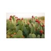 nopal flax (6)