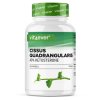 Vit4ever Cissus Intenso 40% ketosteronů | Natureforlife.cz