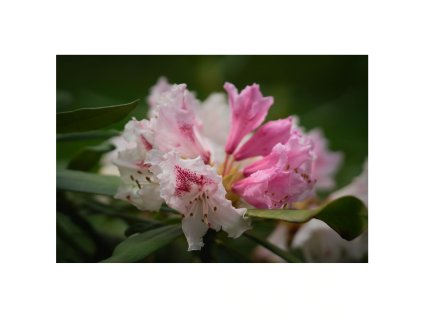 Fotoobraz - Červenobílý rododendron