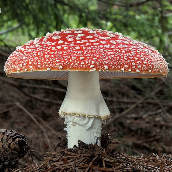 Co je to Amanita Muscaria, neboli Muchomůrka Červená?
