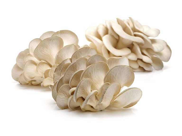 Liečivé účinky hlivy ustricovitej