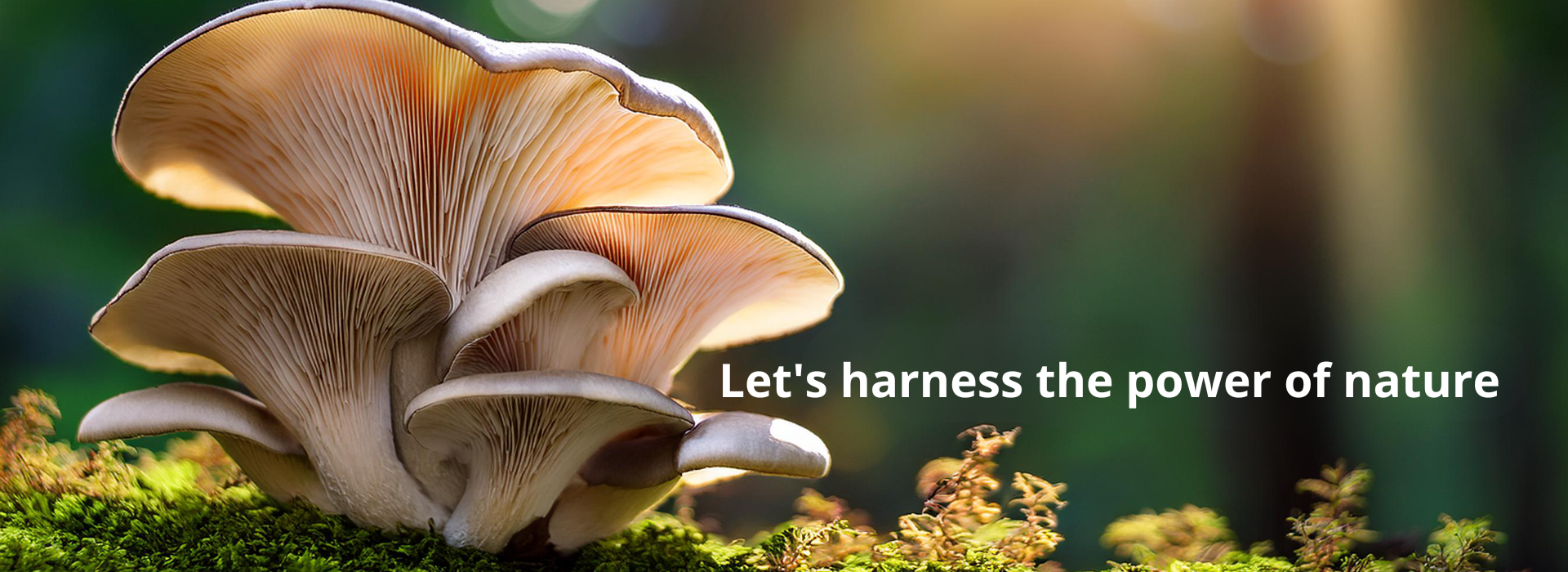 Let's harness the power of nature