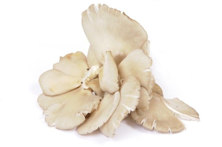 hliva ustricova