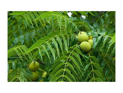 Orech cierny americky.jpg