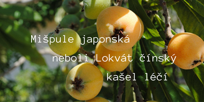 Zázračná mišpule