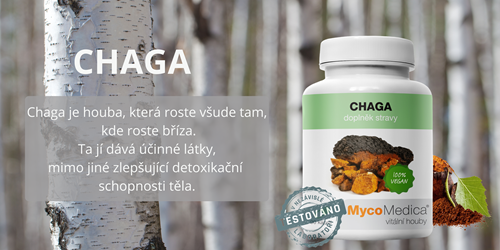 Chaga: ideální houba na jarní období