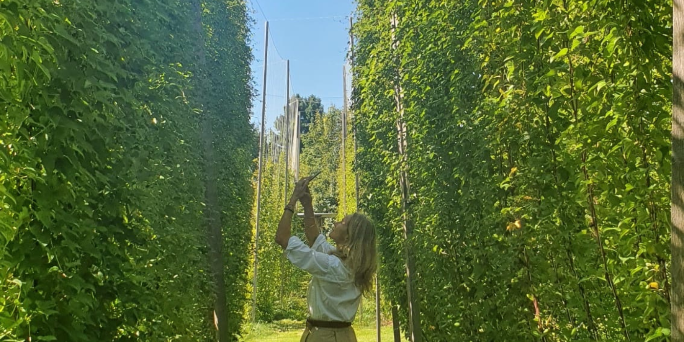 Světelný kořen: Přírodní poklad s léčivou mocí