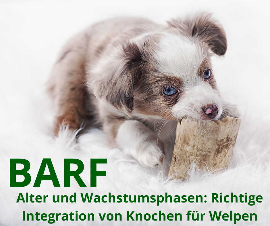 Alter und Wachstumsphasen: Richtige Integration von Knochen für Welpen