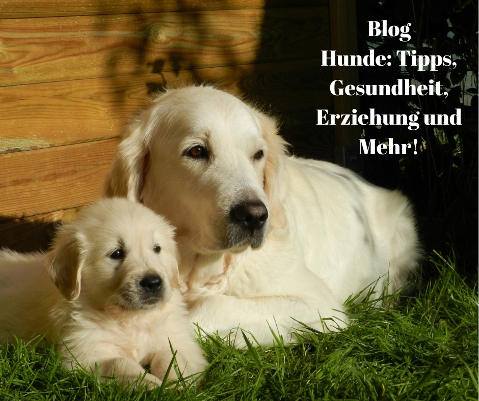 Hunde: Tipps, Gesundheit, Erziehung und Mehr!