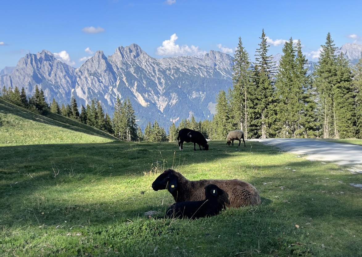 Vedeli ste, že bryndza obsahuje až miliardu človeku prospešných baktérií?