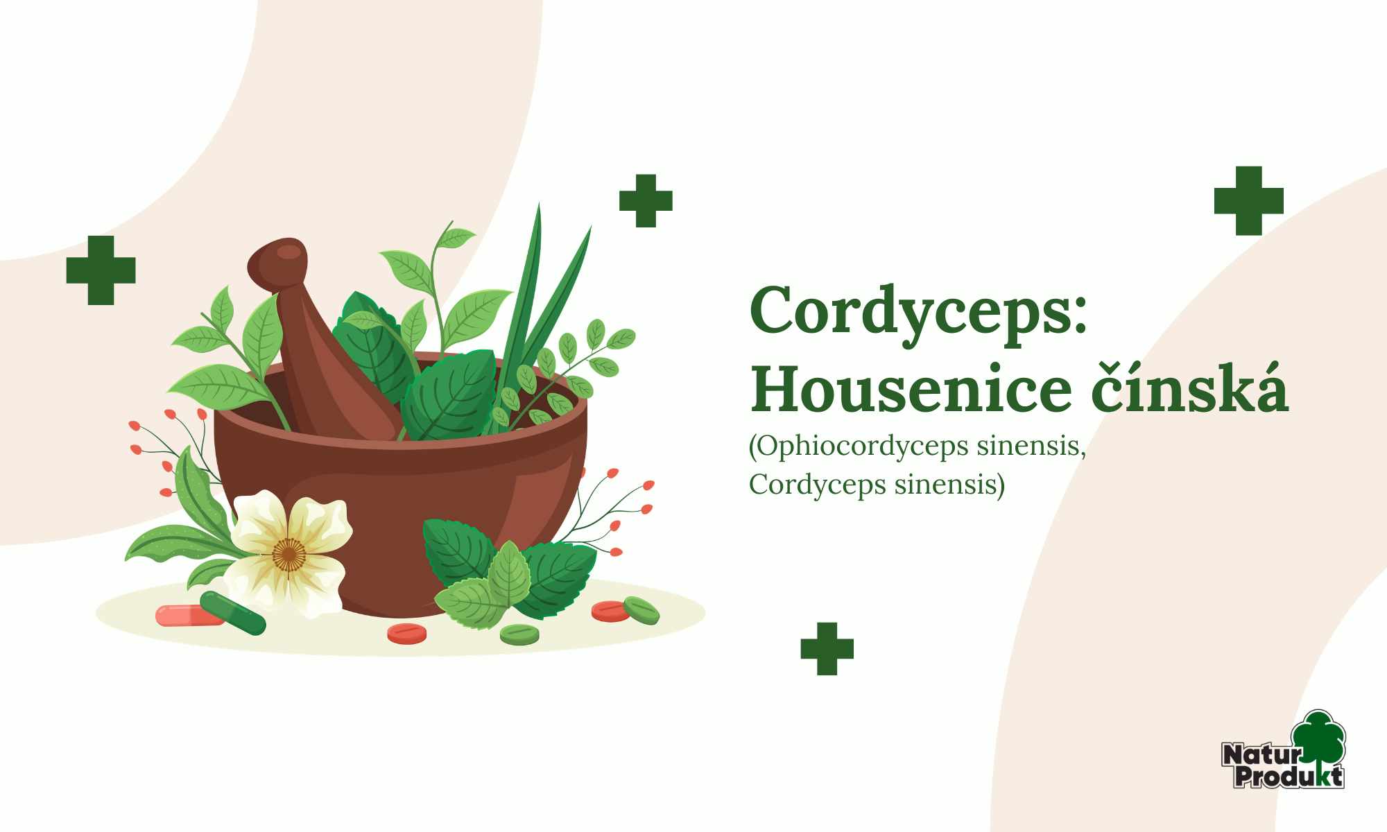 Cordyceps: Housenice čínská