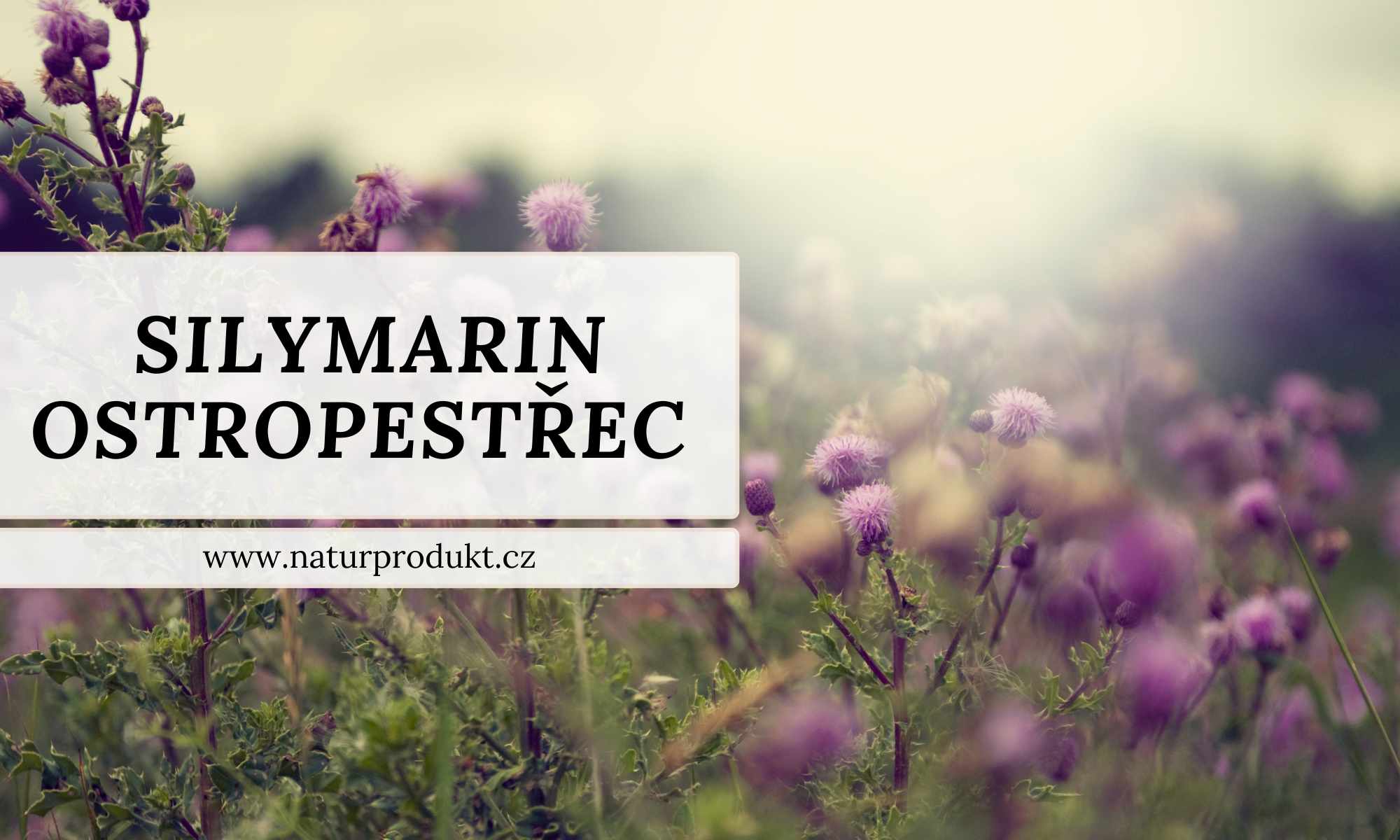 Silymarin a ostropestřec: jak spolu souvisejí