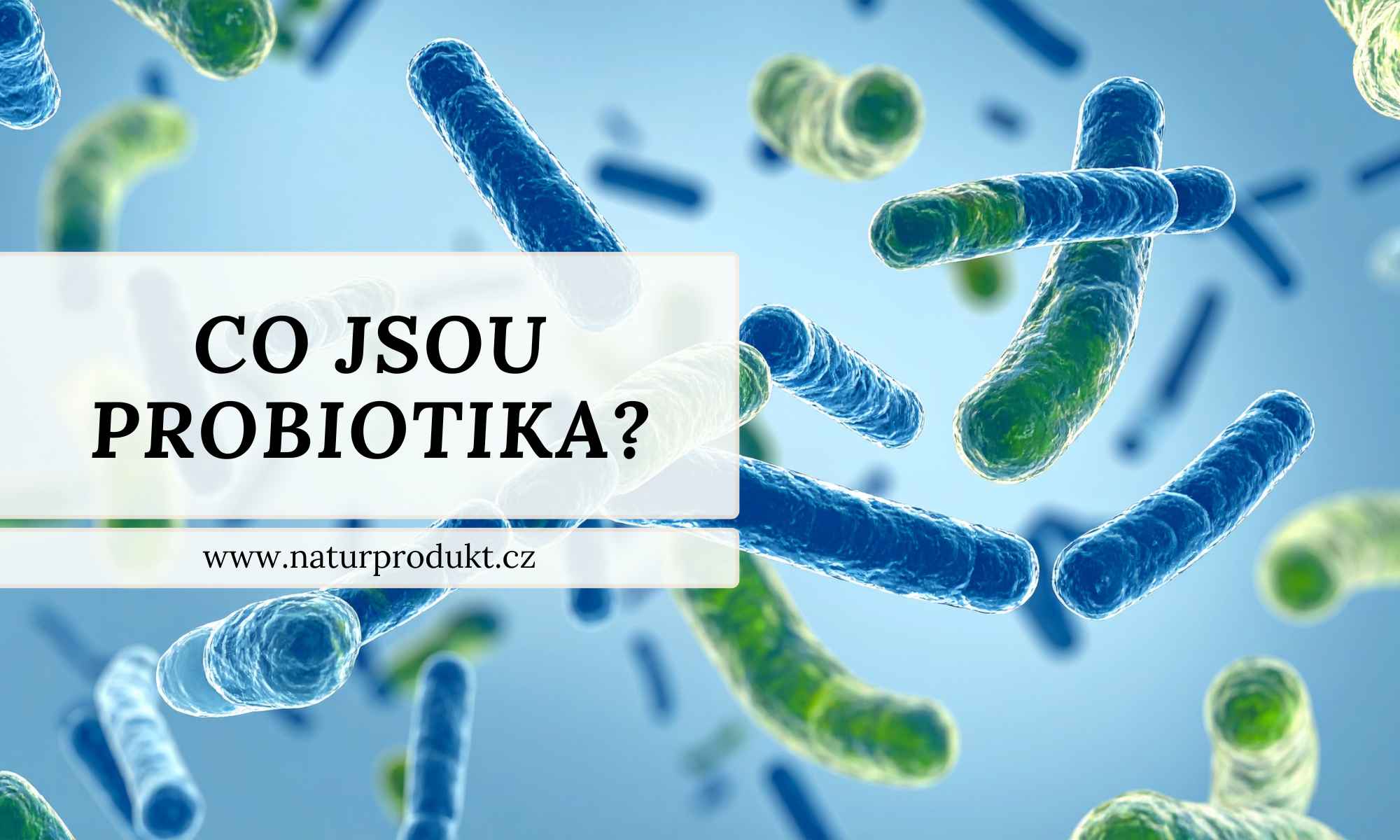 Probiotika, Lactobacily, Bifidobakterie