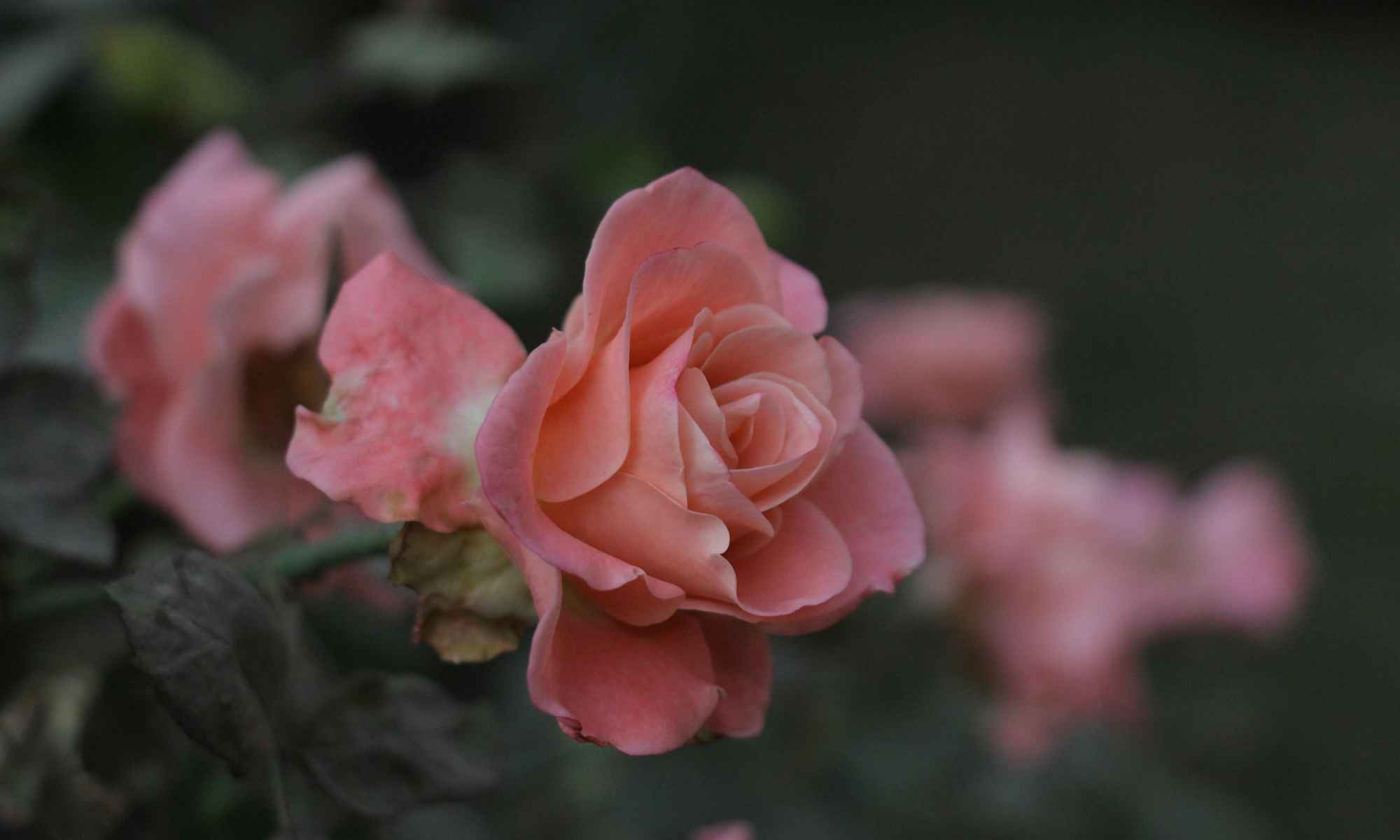 Růže k lásce schůdeček