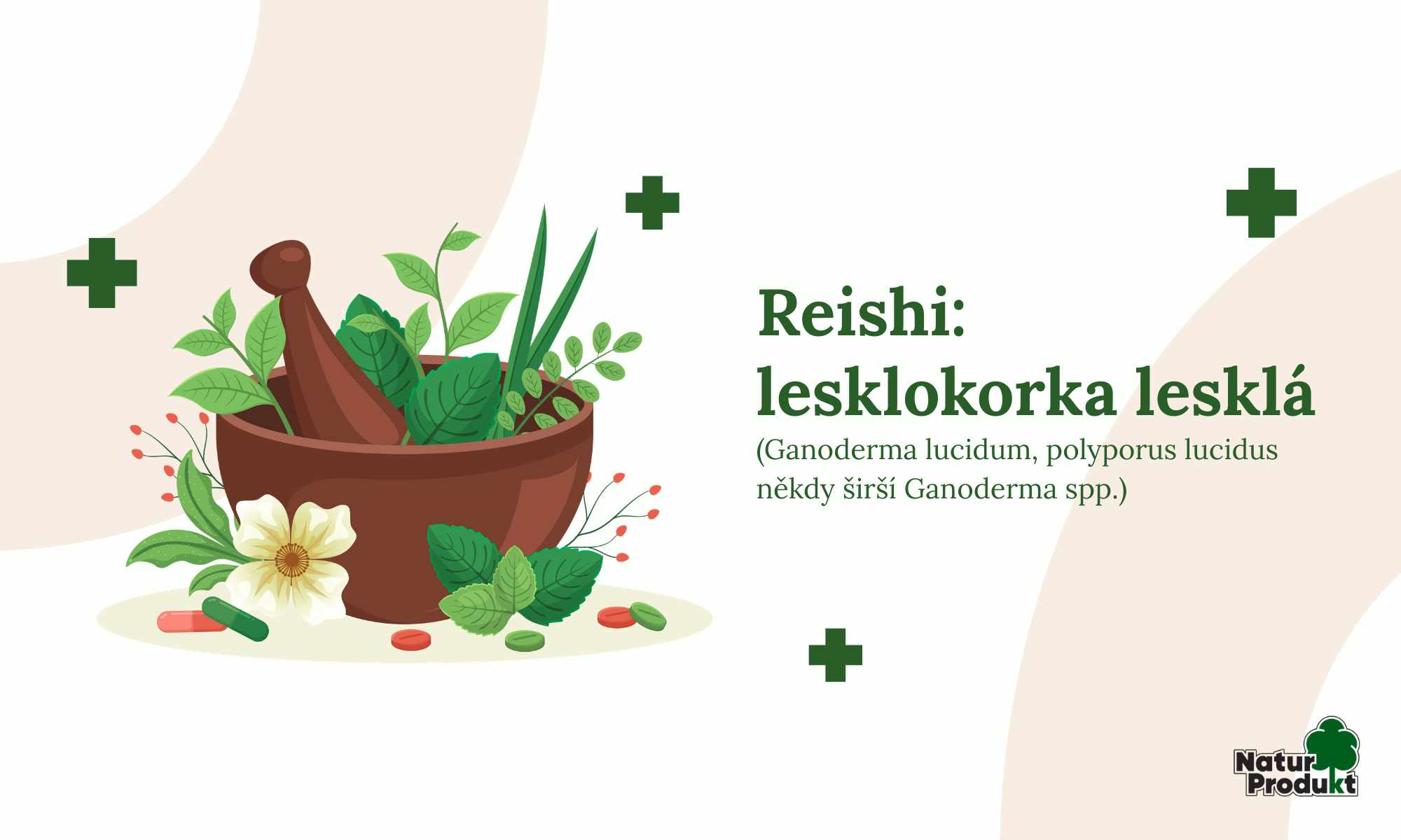 Reishi: Lesklokorka lesklá