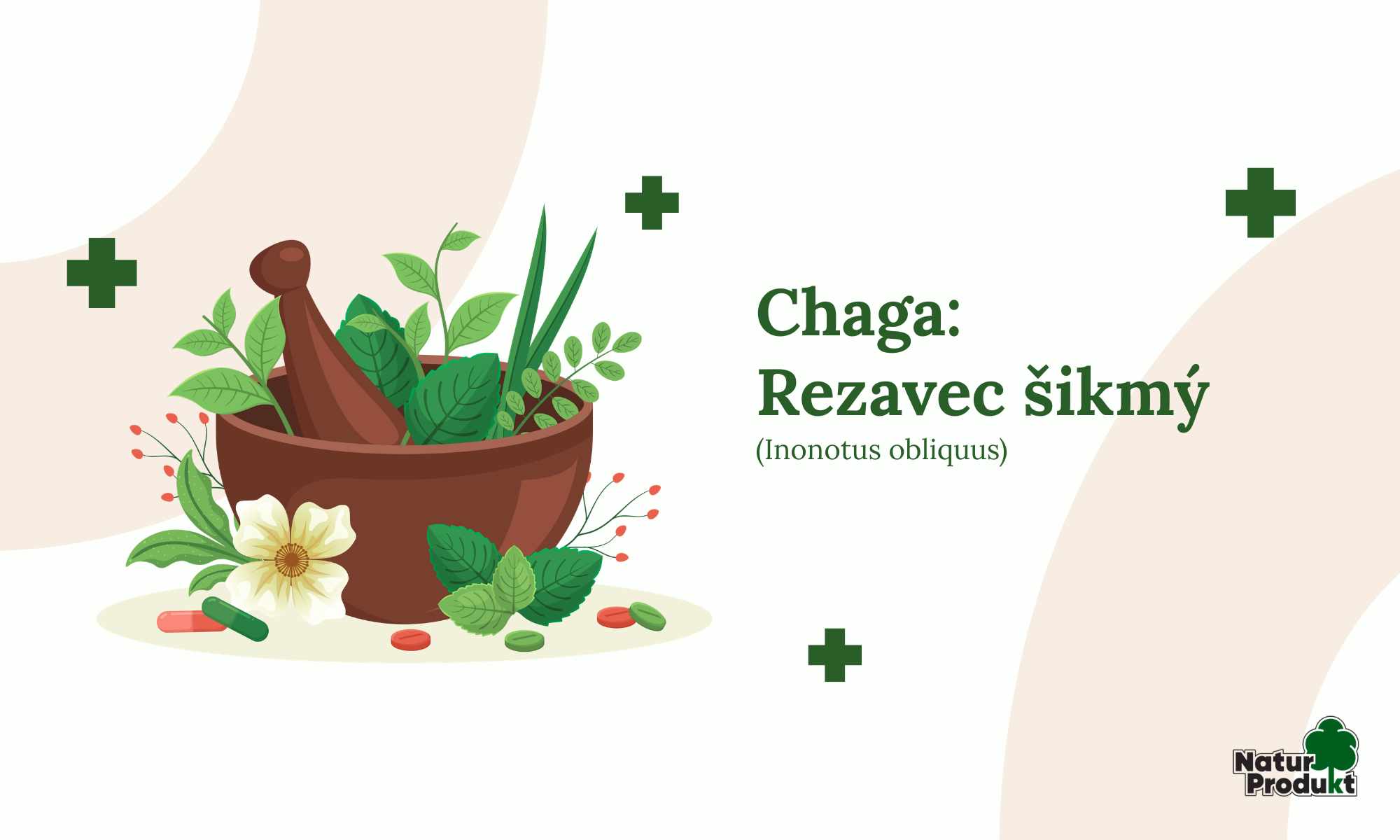 Chaga: Rezavec šikmý