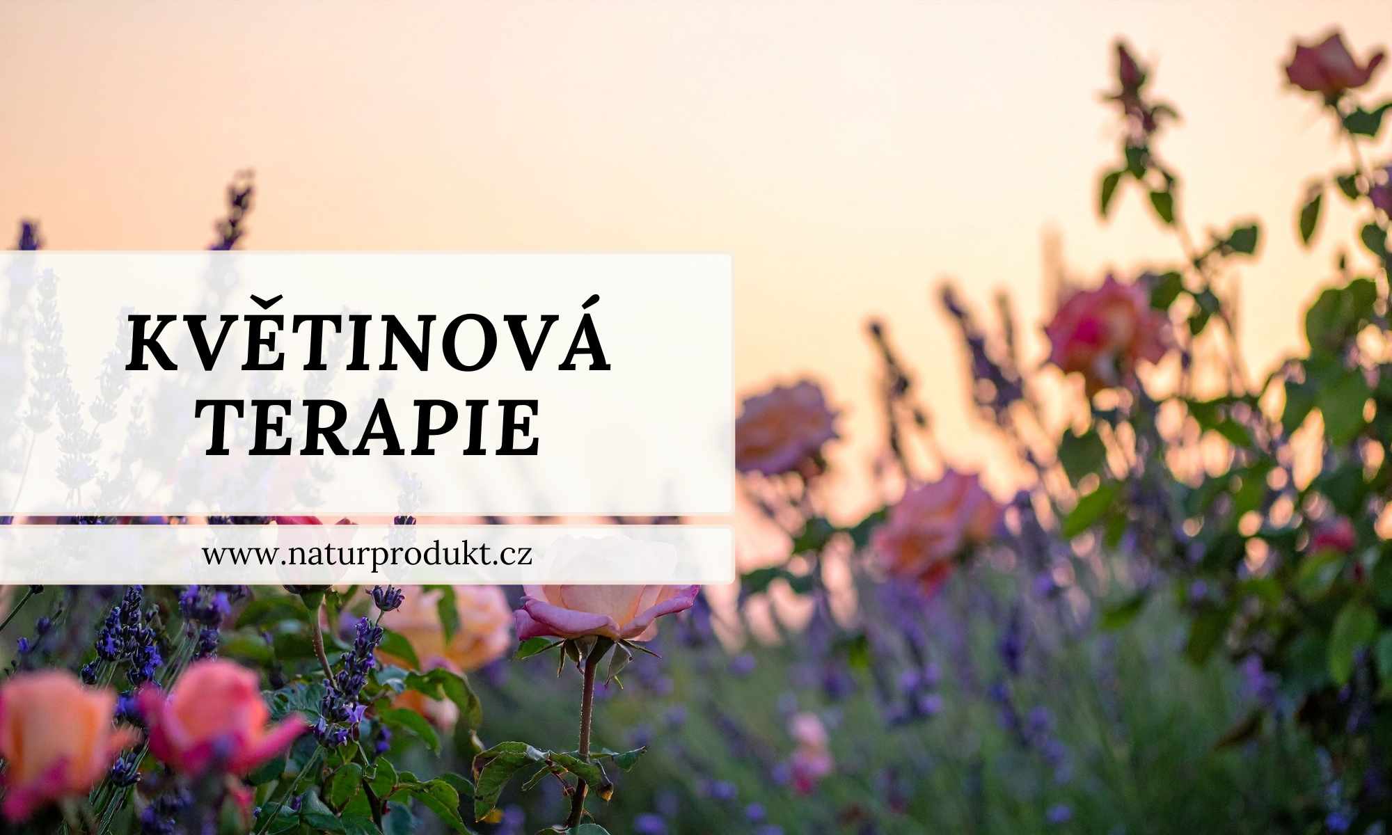 Květinová terapie: návrat ke květům